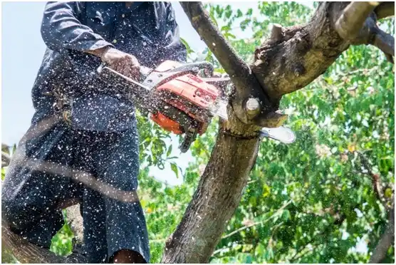 tree services New Chapel Hill